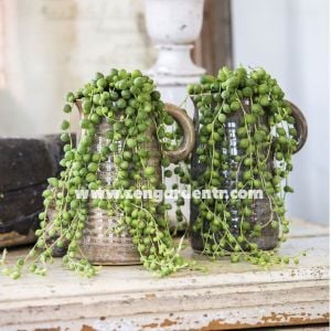 Kokulu senecio rowleyanus inci tanesi string of pearls
