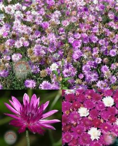 Ölümsüz çiçek tohumu karışımı xeranthemum annuum