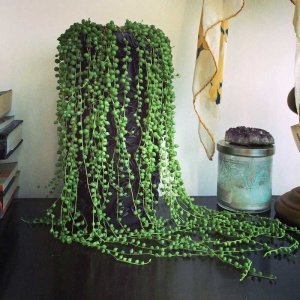 Kokulu senecio rowleyanus inci tanesi string of pearls