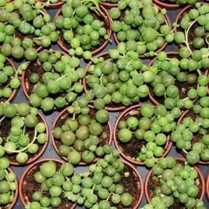Kokulu senecio rowleyanus inci tanesi string of pearls