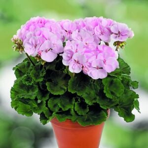 Pudra pembe grandeur sardunya fidesi dark soft pink