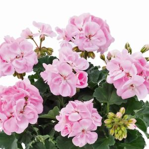 Pudra pembe grandeur sardunya fidesi dark soft pink