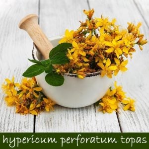 Topas sarı kantaron bitkisi hypericum perforatum topas