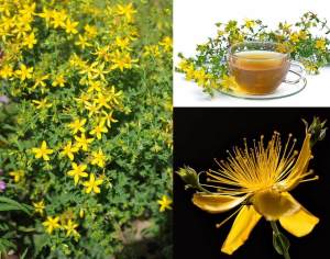 Topas sarı kantaron bitkisi hypericum perforatum topas