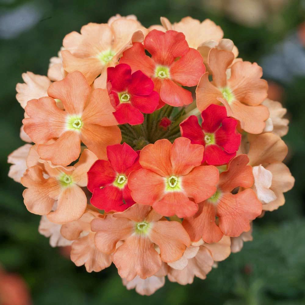Lanai şeftali yer minesi çiçeği fidesi verbena peach