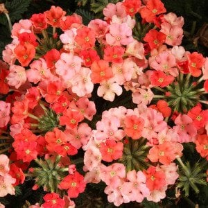Lanai şeftali yer minesi çiçeği fidesi verbena peach