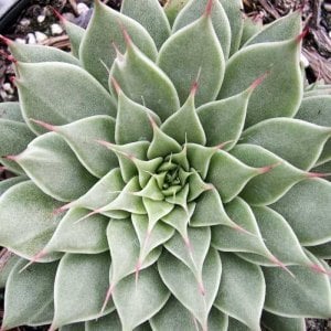 Graptoveria silver star rozet sukulent