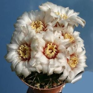 Gymnocalycium kaktüs tohumu karışımı