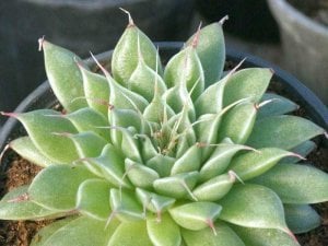 Graptoveria silver star rozet sukulent