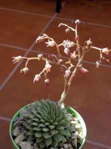 Graptoveria silver star rozet sukulent