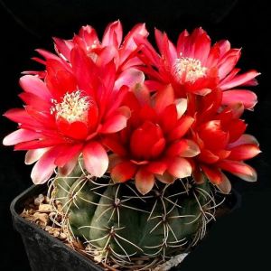 Gymnocalycium kaktüs tohumu karışımı
