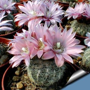 Gymnocalycium kaktüs tohumu karışımı