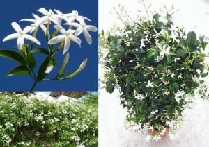 Yoğun kokulu yasemin fidesi jasminum azoricum lemon scented jasmine