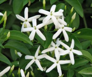 Yoğun kokulu yasemin fidesi jasminum azoricum lemon scented jasmine