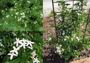 Yoğun kokulu yasemin fidesi jasminum azoricum lemon scented jasmine