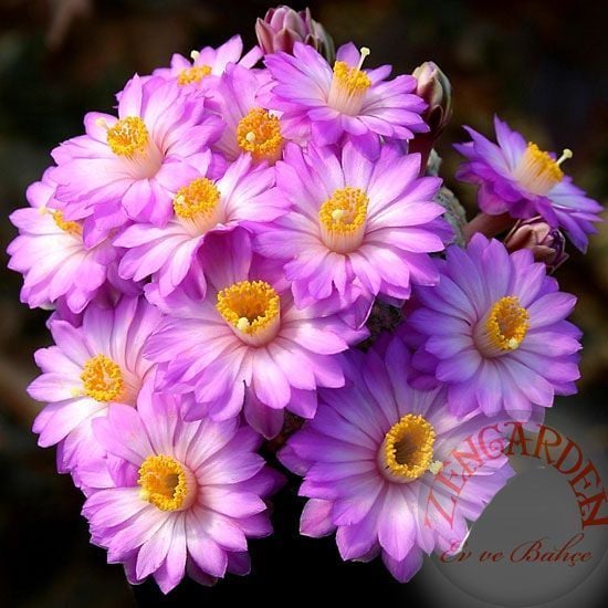 Mammillaria kaktüs tohumu karışımı