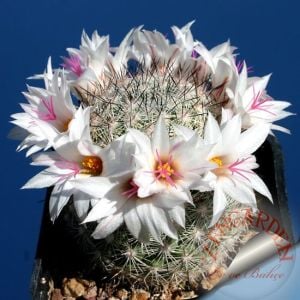 Mammillaria kaktüs tohumu karışımı