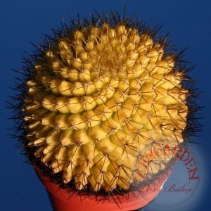 Mammillaria kaktüs tohumu karışımı