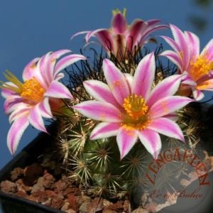 Mammillaria kaktüs tohumu karışımı