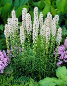 Beyaz liatris çiçeği fidesi floristan white