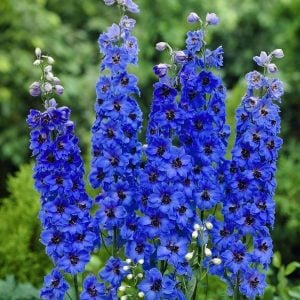 3 adet delphinium Blue Jay hezaren çiçeği fidesi