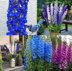 3 adet delphinium Blue Jay hezaren çiçeği fidesi