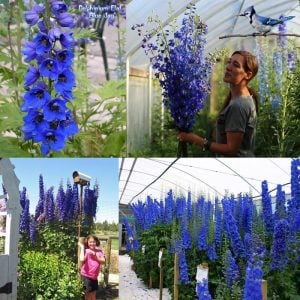 3 adet delphinium Blue Jay hezaren çiçeği fidesi