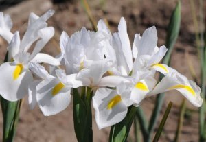 White excelisor iris soğanı ithal hollandica