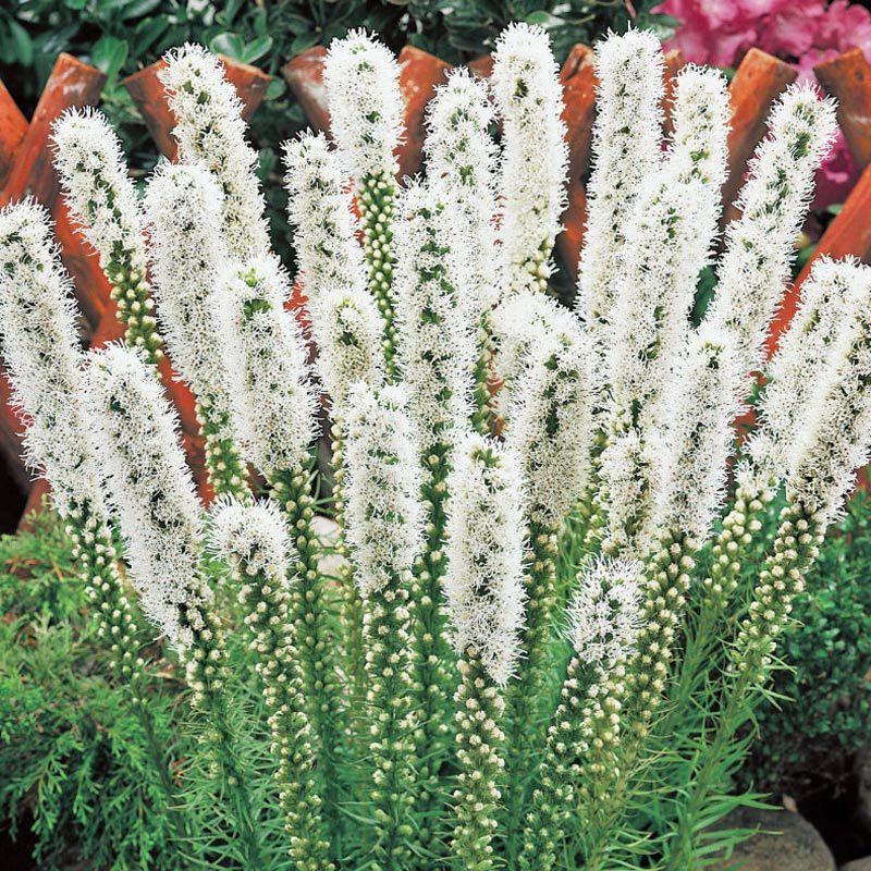 Beyaz liatris çiçeği fidesi floristan white