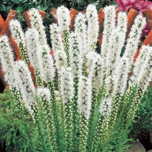 Beyaz liatris çiçeği fidesi floristan white
