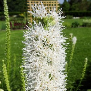 Beyaz liatris çiçeği fidesi floristan white