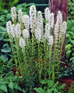 Beyaz liatris çiçeği fidesi floristan white