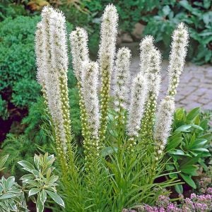 Beyaz liatris çiçeği fidesi floristan white