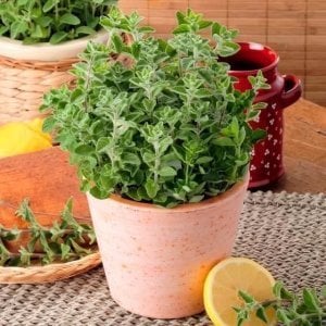 Zataar mercanköşk fidesi origanum syriaca