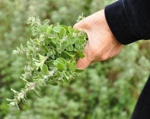 Zataar mercanköşk fidesi origanum syriaca