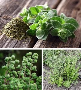 Zataar mercanköşk fidesi origanum syriaca