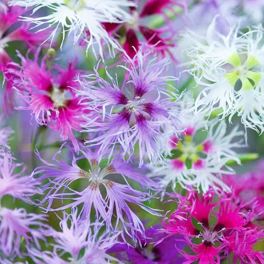 Dantel karanfil tohumu karışımı dianthus rainbow loveliness