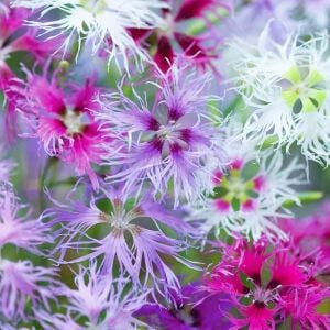 Dantel karanfil tohumu karışımı dianthus rainbow loveliness
