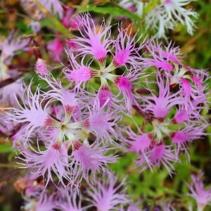 Dantel karanfil tohumu karışımı dianthus rainbow loveliness