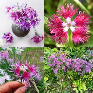 Dantel karanfil tohumu karışımı dianthus rainbow loveliness