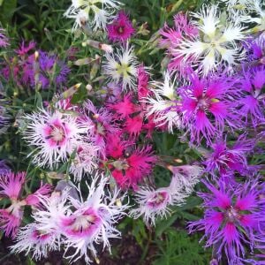 Dantel karanfil tohumu karışımı dianthus rainbow loveliness