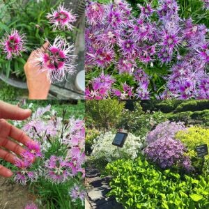Dantel karanfil tohumu karışımı dianthus rainbow loveliness