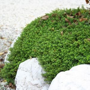 Limon aromalı kekik fidesi Thymus Lemon Green
