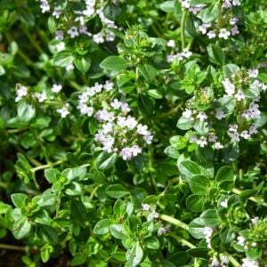Limon aromalı kekik fidesi Thymus Lemon Green