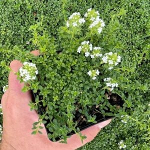 Limon aromalı kekik fidesi Thymus Lemon Green