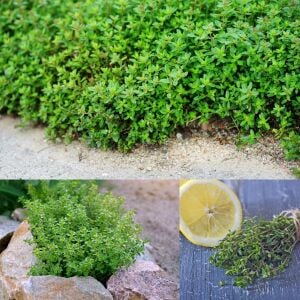 Limon aromalı kekik fidesi Thymus Lemon Green