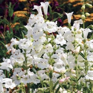 Wedding day penstemon fidesi çok yıllık beyaz