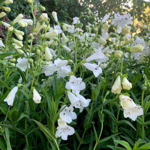 Wedding day penstemon fidesi çok yıllık beyaz