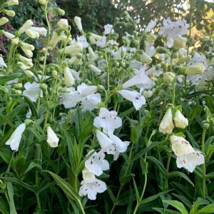 Wedding day penstemon fidesi çok yıllık beyaz