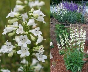 Wedding day penstemon fidesi çok yıllık beyaz
